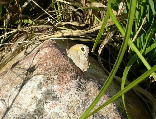 farfalla determinare - Maniola jurtina